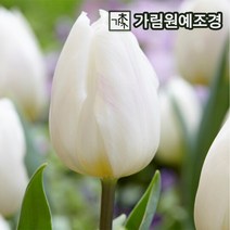 튤립 구근 모음 5개세트 2023년 신상품 가림원예조경, 퓨리시마(구근5개세트)