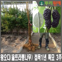 왕오디(울트라뽕나무) 접목1년 특묘 3주 뿌리원예