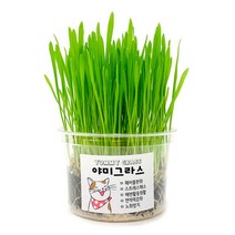 냥냥아지 야미그라스 (캣그라스화분) 바로 급여하는 캣그라스, 귀리, 귀리