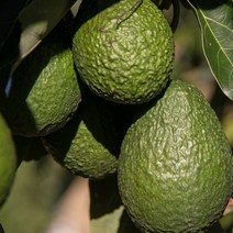특급 아보카도 1kg 1.5kg 1.7kg 오일 효능 요리 셀러드