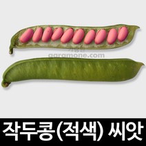 적색 작두콩 씨앗 빨간 적작두콩 종자 콩 퍼플 씨 5알