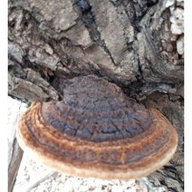 자연산 뽕나무상황버섯100g 30만원