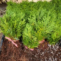 봄바람가든 파스티기아타 삽목1년 10주묶음 꼼꼼한포장 침엽수 조경수 향나무 피톤치드 에메랄드그린 페스티지아타 묘목