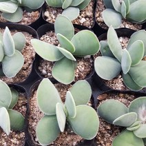 [미산농원] 모건뷰티(소) 다육식물 선인장 미니다육