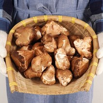 나주 참송이 버섯 1kg(상/못난이랜덤), 상세 설명 참조