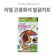 3000 리얼 곤충화석 6종 발굴키트
