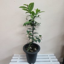 레몬나무 달달한향 꽃나무 과실수 식용식물 봄꽃