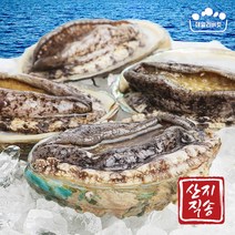 [산지직송] 완도 활 전복 참전복 산지 직배송 해수 산소포장 대사이즈 22미 1.76kg HACCP인증