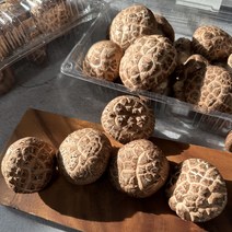 [유림사부자농장] 송향고 버섯, 송향고 일반 특 500g, 1개