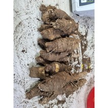 산더덕 담금주용 특대품 1KG, 1