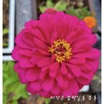 꽃씨앗 미니 겹 백일홍 핑크 (10립) -일년초