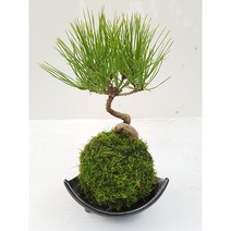 도자기랑나무랑 이끼볼 수태볼 반려식물 실내화초 가습 수경식물, 1개, 해송 소나무 이끼볼(도자기받침)