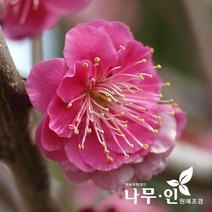 [나무인] 홍매화(설중매) 묘목 2그루