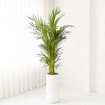 에이리프스토어 아레카야자 플랜테리어 대형화분, 민자 화분받침(기본), 경조사 리본 추가+5000