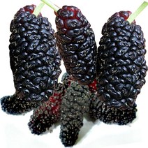 [2022년산 특품] 과상오디 5kg 10kg 명품 토종오디 급냉, 토종오디청10kg