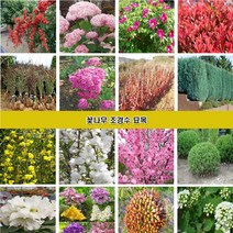 꽃나무 조경수묘목 장미 조팝나무 꽃댕강나무 회양목 측백나무 편백나무 개나리 진달래 철쭉 영산홍 매화나무 벚나무 능소화 치자나무 남천 함박꽃 목단 배롱나무 홍도화 라일락, 분홍사계절장미