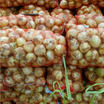 23년 청원농산 햇양파 10kg 20kg, 20kg(소 장아찌용), 1개