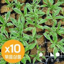 [10포트] 꽃빛농원 호스타 비비추 5종, 2. 좀무늬비비추 (10개)