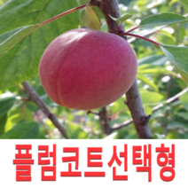 (성실G)플럼코트묘목(교배)접목1년2그루(2개품종선택), 2개