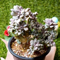 다육e닷컴 다육이 익스펙트리아철화