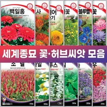 세계종묘 꽃 허브 씨앗 일년생 다년생 노지월동 야생화, 수레국화 2g