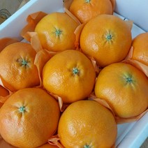 제주산 레드향, 중소 5k3300g(332000과전후)