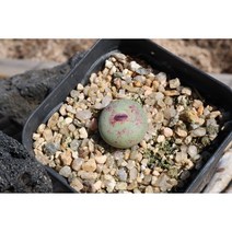 파가에 입술파가에 코노피튬 다육이화분 희귀다육 키우기쉬운 다육식물, 1개