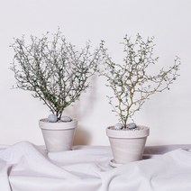 마오리소포라 코로키아 중품 실내공기정화식물 인테리어 키우기 플랜테리어, 1.마오리소포라 중품, 2.식물+독일토분+에그스톤+받침