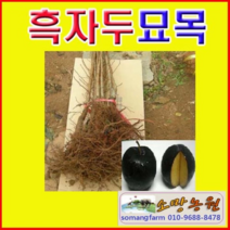 (NY)흑자두 바이오체리(흑등금)묘목(접목1년)1그루, 1개