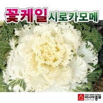 보람농자재 (로즈씨앗종자) 시로카모메 백로즈(1000립) 전문농가용