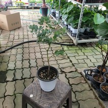 비염에좋은 블랙잭유칼립투스 중품 305099, 1개