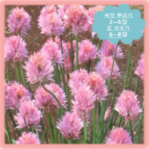 [나은식물원]83.허브(차이브)-50립