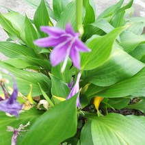 [이삽저삽] 비비추꽃모종(3치포트24개/한판)다년생 백합과 보라색꽃 야생화 식용.약용식물/ 화단용 정원용 조경용 관상용, 1개