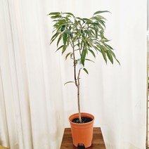 하늘꽃농원 키우기 쉬운 알리고무나무
