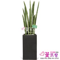 꽃뜨랑 전국배송 대형화분 행운목 해피트리 스투키 금전수 개업화분 당일배송꽃배달, C01 스투키, 1개