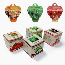 폴포 식물 재배 세트 화분 꽃 키우기 새싹 기르기 키트 토마토 강낭콩 봉선화 상추 씨앗 학습 원예 체험, 08. 방울 토마토 키우기 세트
