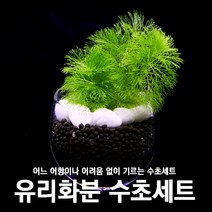 피알피쉬 피알피쉬 유리화분 수초세트, 무작위 수초 1종