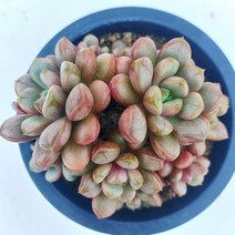 [나애다육] 홍포도(컷팅군생 묵은둥이) (69-0923)