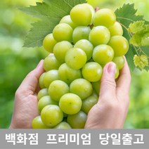 도봉물산특가_[국내산] 가락청과네 청포도 2kg 청포도과일 선물 포도 샤인, 1, 본상품선택