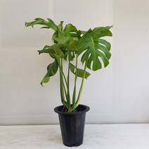 온누리농원 몬스테라