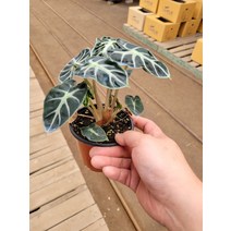 4800 하트벌룬 거북이알로카시아 소품 10~30cm