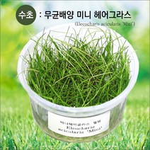 피알피쉬 무균 배양수초 미니 헤어그라스(전경수초)