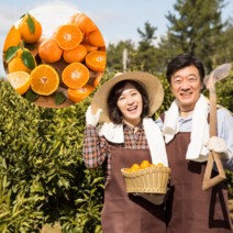 먹사부 [산지직송] 제철 제주 황금향 가정용 선물세트 선물용 과일 소 중 대과 고당도 특품 1kg 2kg 3kg 5kg 명절 설 추석 선물 세트, C. 가정용 대과 (3kg)