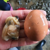 국산 깐바지락살 500g부터 통영 산지직송 활 바지락 순살 왕바지락 띵작상점, 2팩, 500g