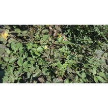 과수/유실수 슈퍼블랙베리(가시없는 복분자)묘목, 슈퍼블랙베리 결실주(분)_2주