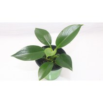 [골든플랜트] 그린콩고 콩고키우기 필로덴드론 화이트 핑크 레드 그린 버킨 실내공기정화식물 플랜테리어 키우기쉬운식물 식물키우기 수입식물