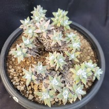 [메카다육]25-1128 화이트그리니(두들레야)화분포함 다육식물 선인장 다육금 다육철화 두들레야 아프리카식물 코노피튬 하월시아 수입다육이 국민이, 1개