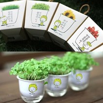 나sksnsn_셀프 그린미니화분 키우기 꽃키우기 새싹재배 씨앗선물 실내식물 키트 옥상텃밭 테라스 기르기 책상 베란다 채소키우기♥hapyyto, ♥hapyyto시스의 해바라기