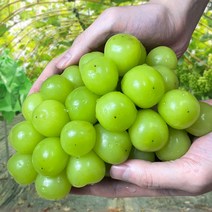 [산지직송] 고당도 샤인머스켓 국내산 김천 수출용 2kg 4kg 새로푸드, 샤인머스켓 특등급 2kg (3~4송이)