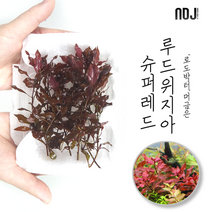 붉은수초 루드위지아 sp 슈퍼레드, 10개